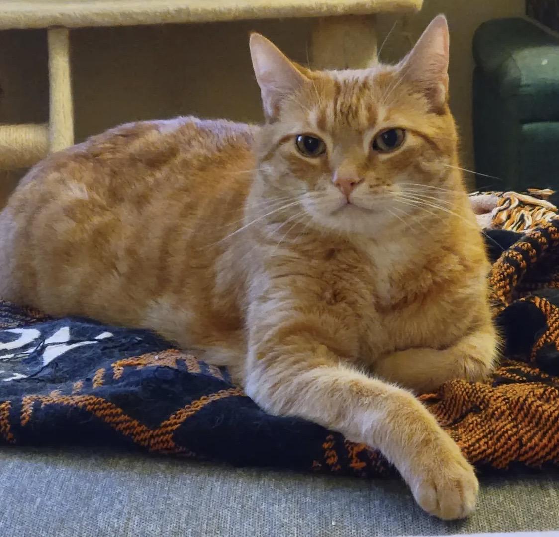 Enlarge Chewie and Leia Contact - Sylva, a ADOPTABLE Tabby in Sherman Oaks, CA image 1/3