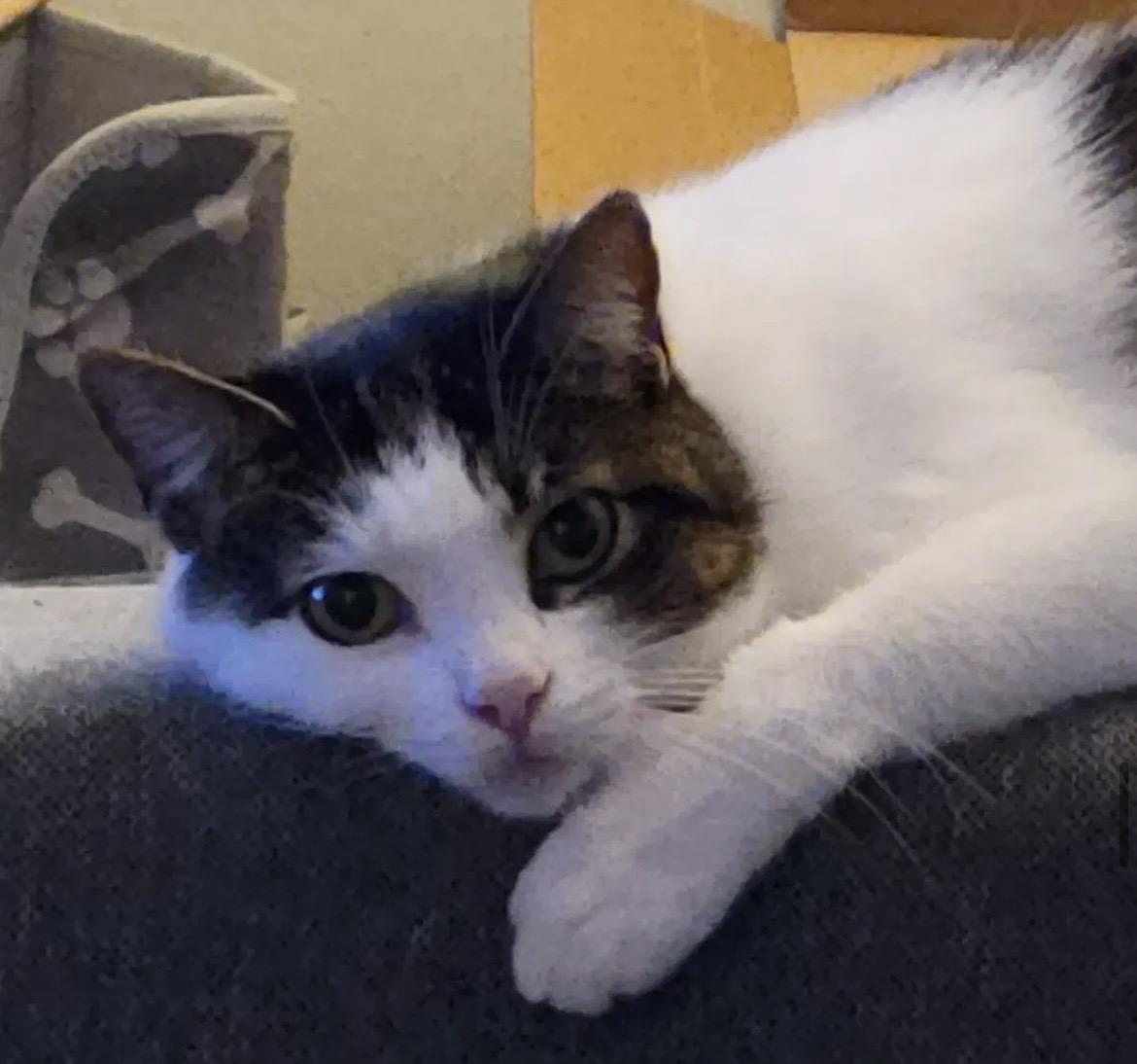 Enlarge Chewie and Leia Contact - Sylva, a ADOPTABLE Tabby in Sherman Oaks, CA image 3/3