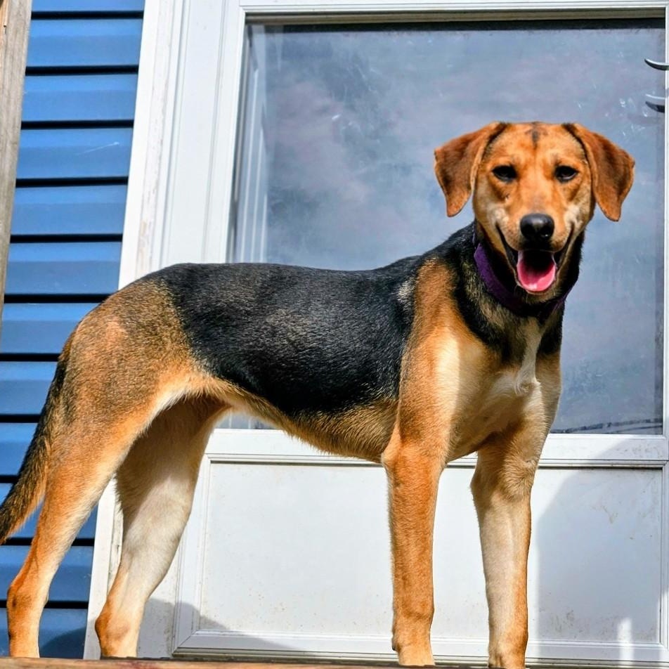 Shelby(REDUCED FEE!), ADOPTABLE, Young Female German Shepherd Dog & Hound.