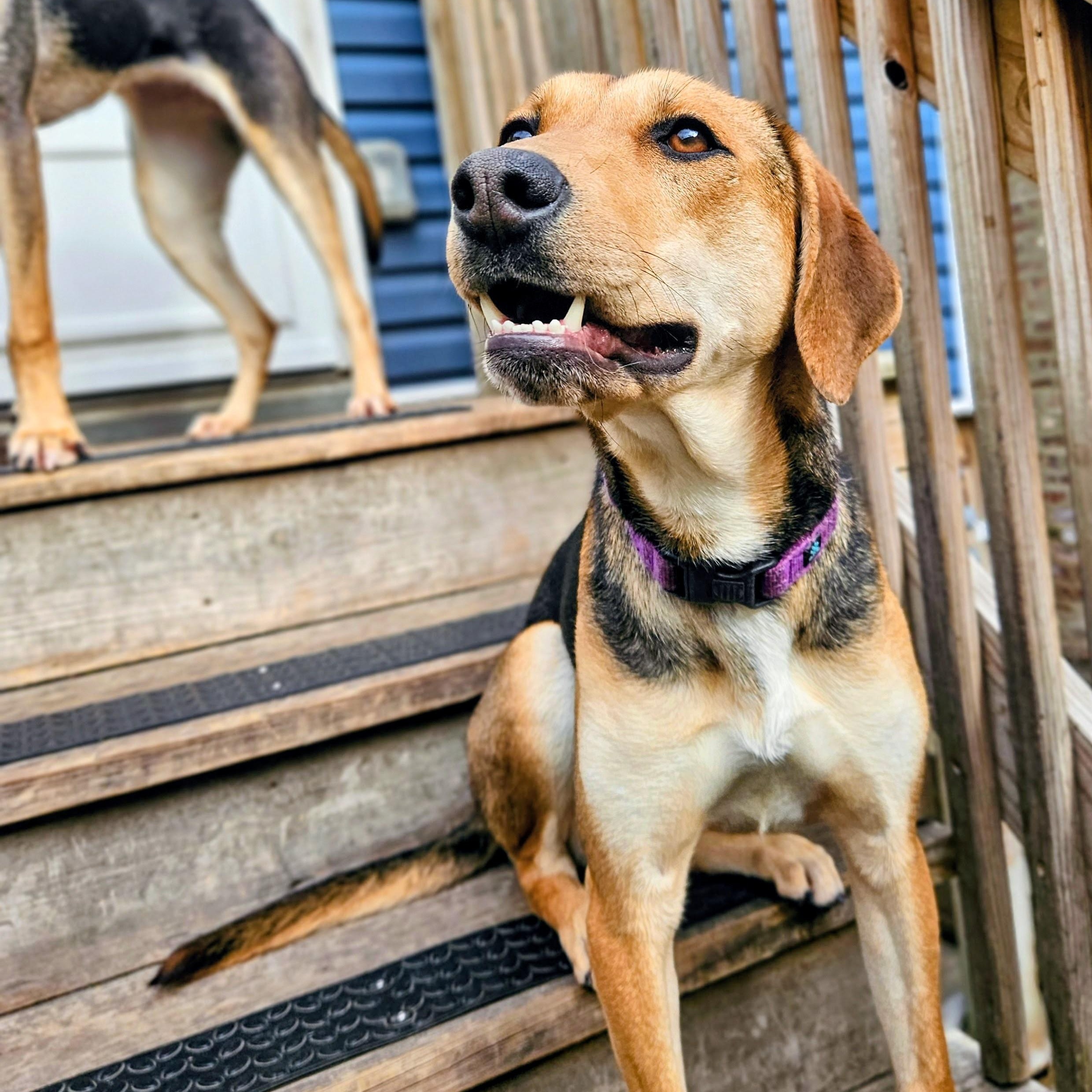 Shelby(REDUCED FEE!), a ADOPTABLE mixed breed in Chicago, IL image 4/6