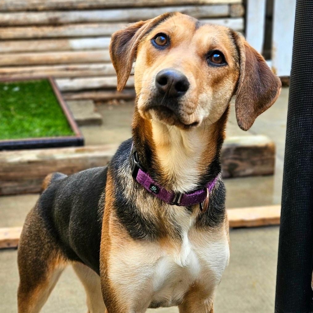 Shelby(REDUCED FEE!), a ADOPTABLE mixed breed in Chicago, IL image 3/6