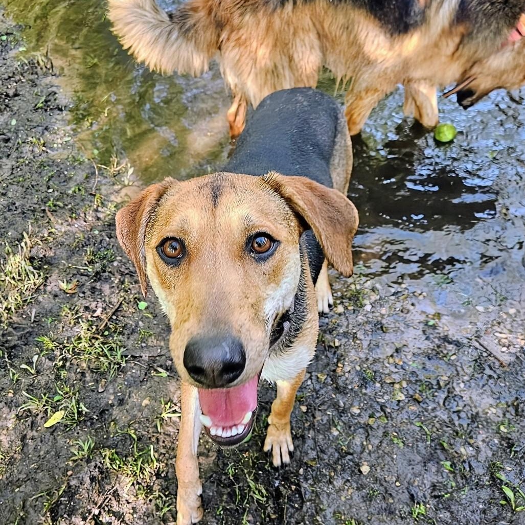 Shelby(REDUCED FEE!), a ADOPTABLE mixed breed in Chicago, IL image 2/6