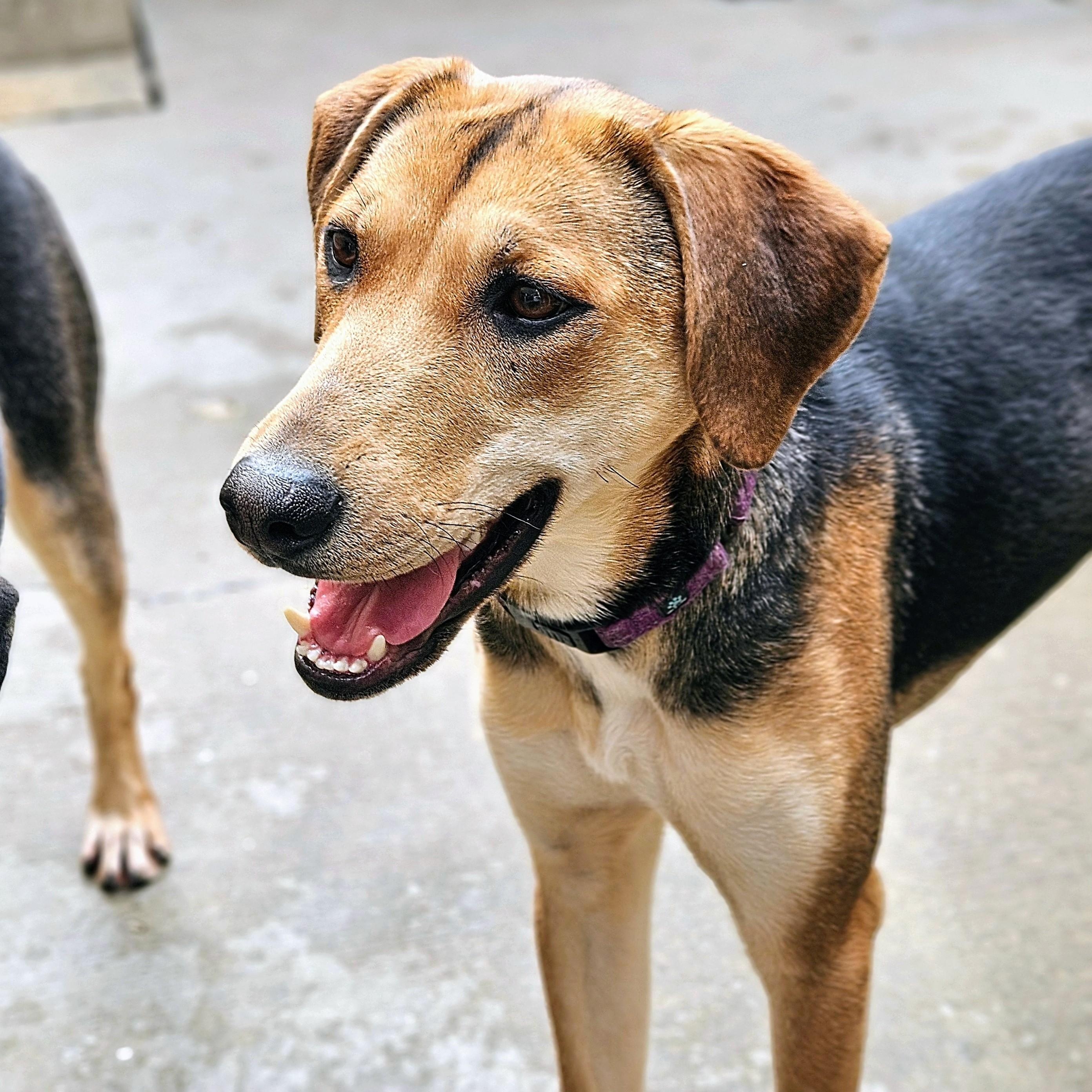 Shelby(REDUCED FEE!), a ADOPTABLE mixed breed in Chicago, IL image 6/6