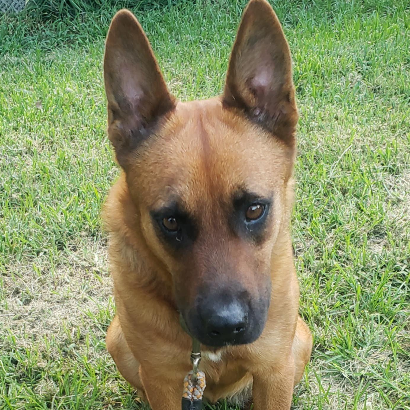 Ruby Red, Adoptable, Adult Female German Shepherd Dog.