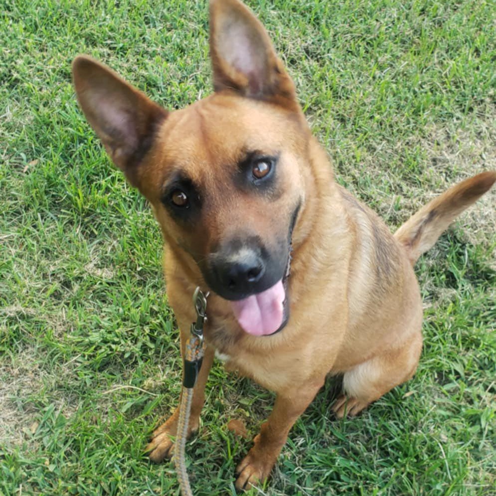 Enlarge Ruby Red, a Adoptable mixed breed in Winnfield, LA image 2/5