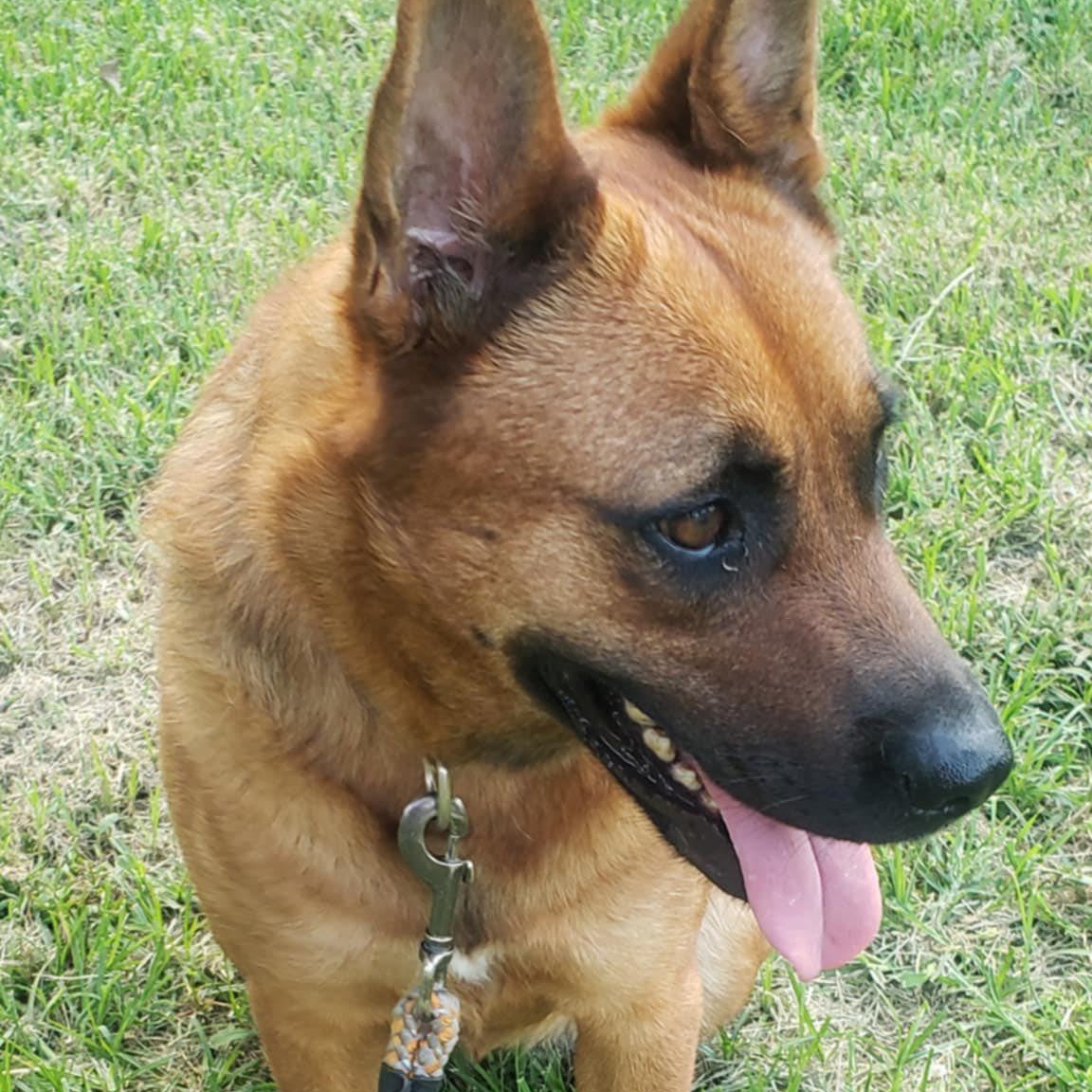 Enlarge Ruby Red, a Adoptable mixed breed in Winnfield, LA image 3/5