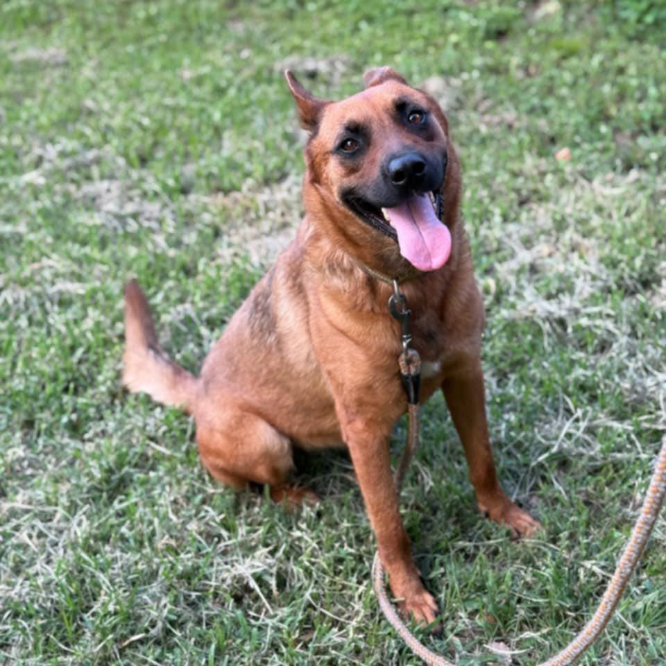 Enlarge Ruby Red, a Adoptable mixed breed in Winnfield, LA image 4/5