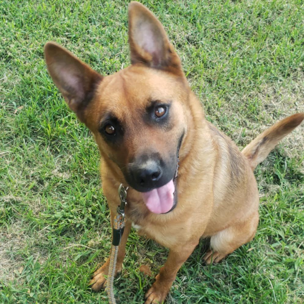Enlarge Ruby Red, a Adoptable mixed breed in Winnfield, LA image 5/5