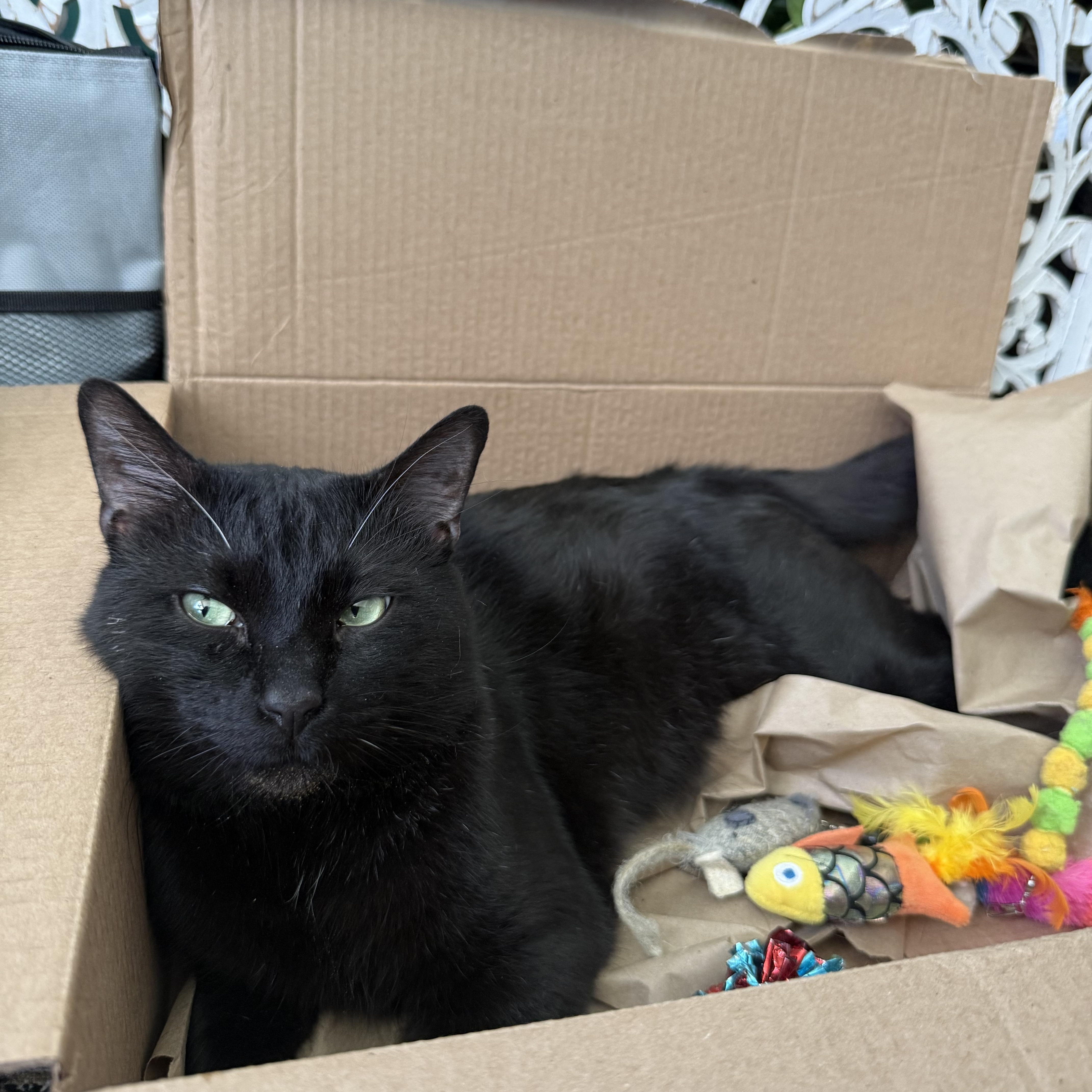 Barry, adopted, Adult Male Bombay & Domestic Short Hair.