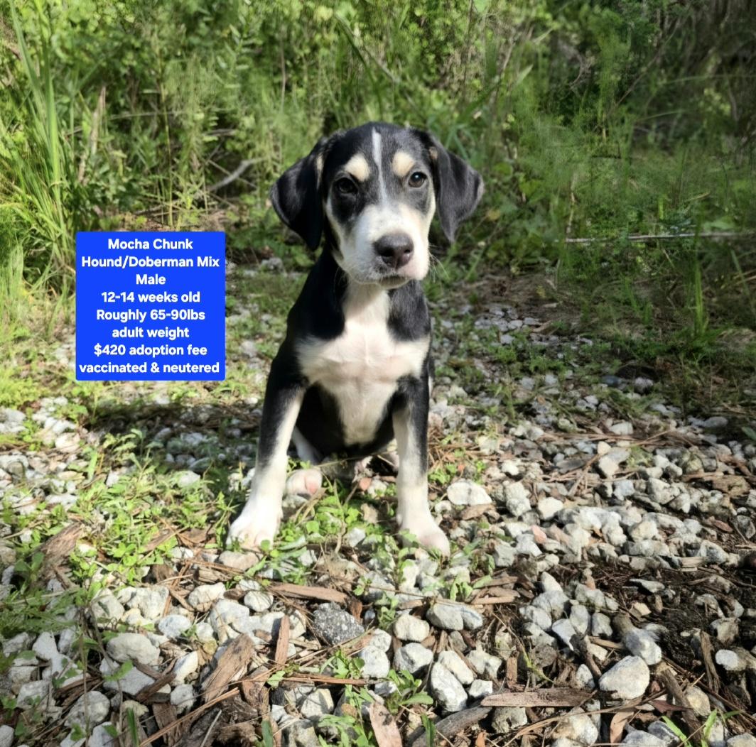 Mocha Chunk, ADOPTABLE, Puppy Male Hound & Doberman Pinscher.