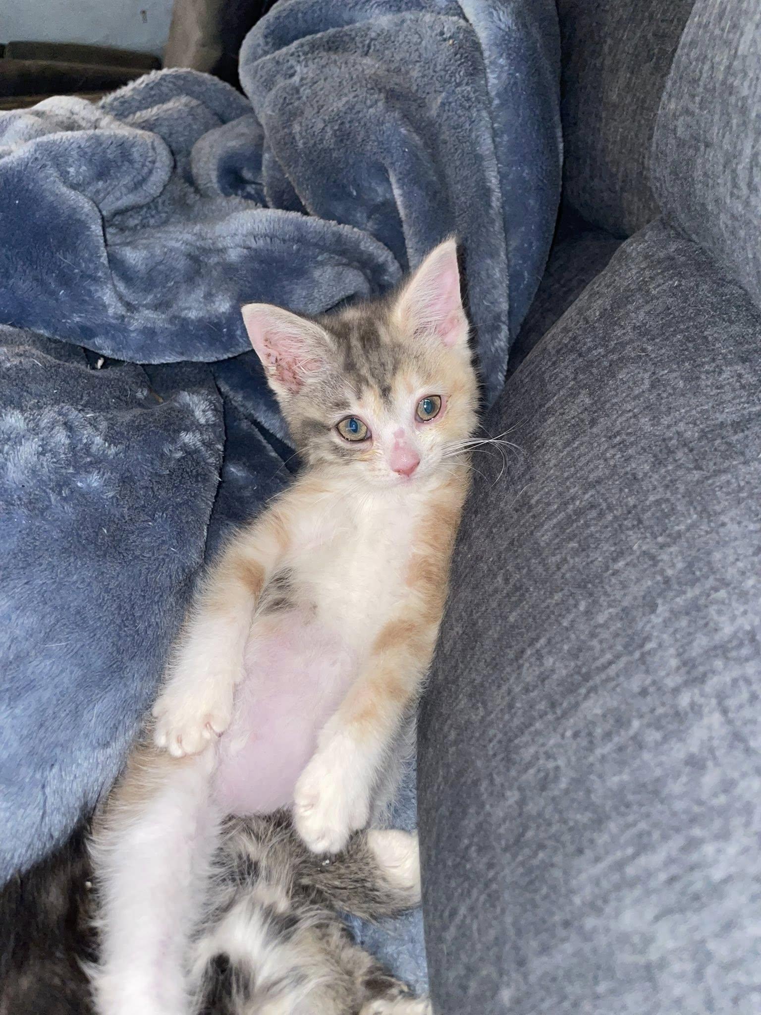 Enlarge Opalite, a Adoptable Domestic Short Hair in Terre Haute, IN image 1/2