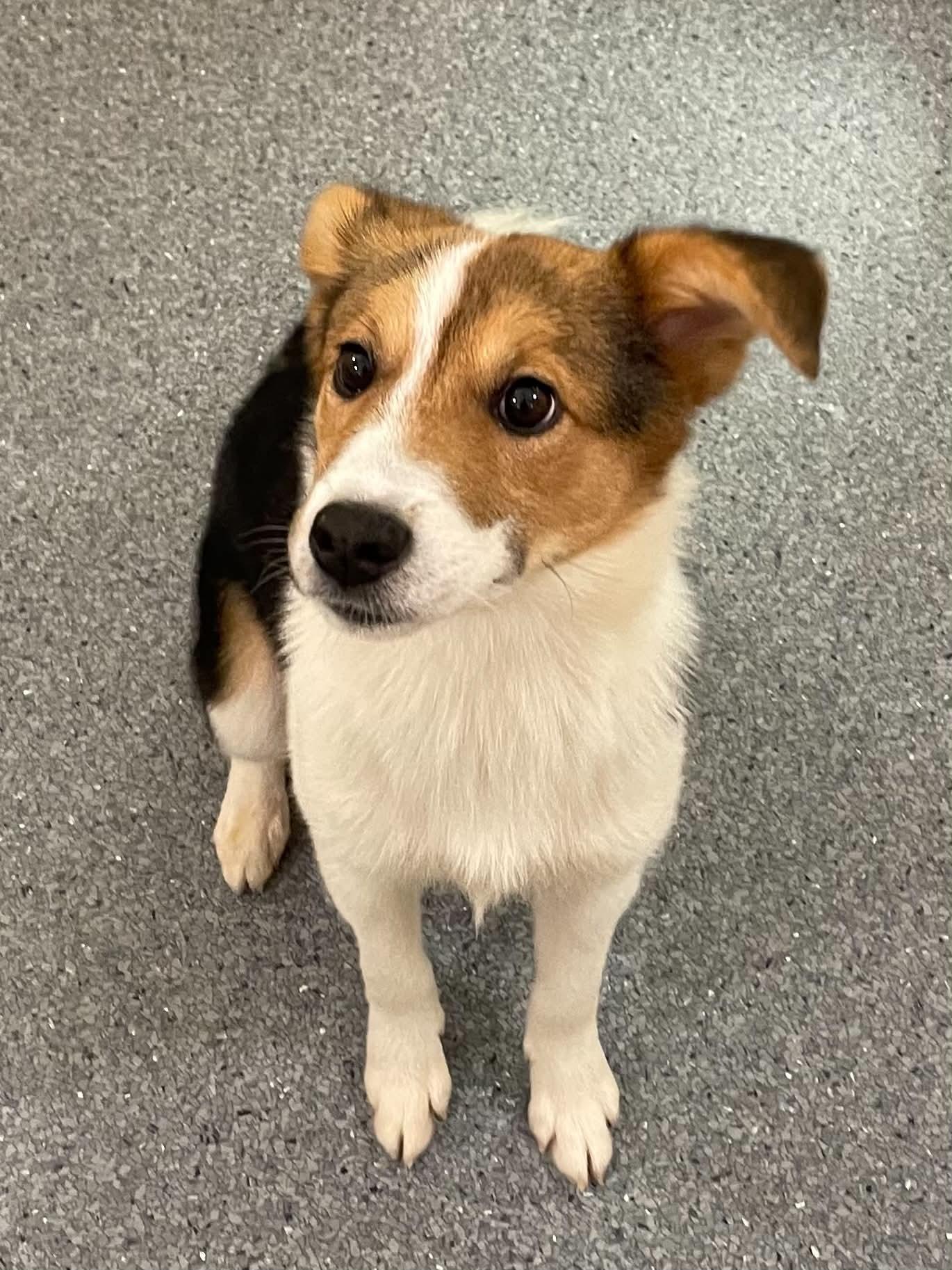 Cedar, Adopted, Young Female Shepherd.