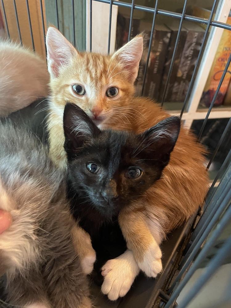 Viviane, Adoptable, Kitten Female Domestic Medium Hair.