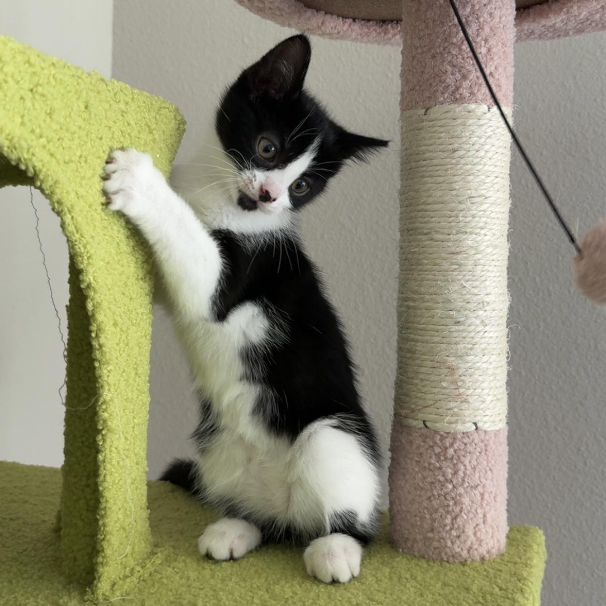 Enlarge Flash, an adopted Domestic Short Hair in Bentonville, AR image 2/6