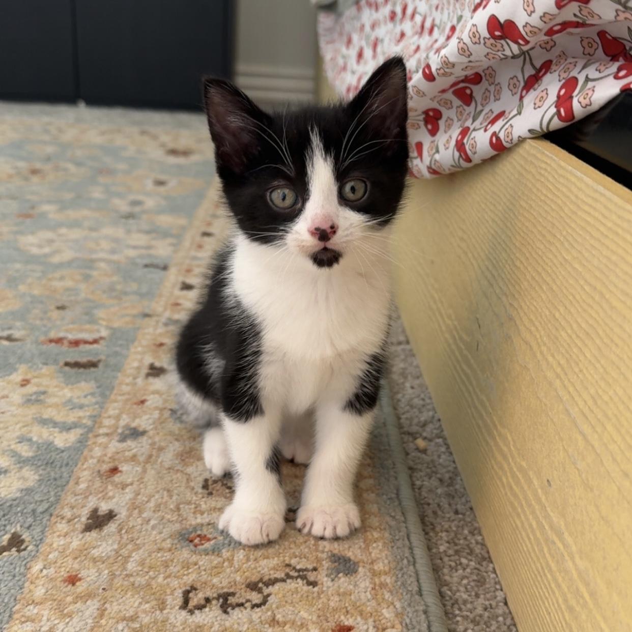 Enlarge Flash, an adopted Domestic Short Hair in Bentonville, AR image 6/6