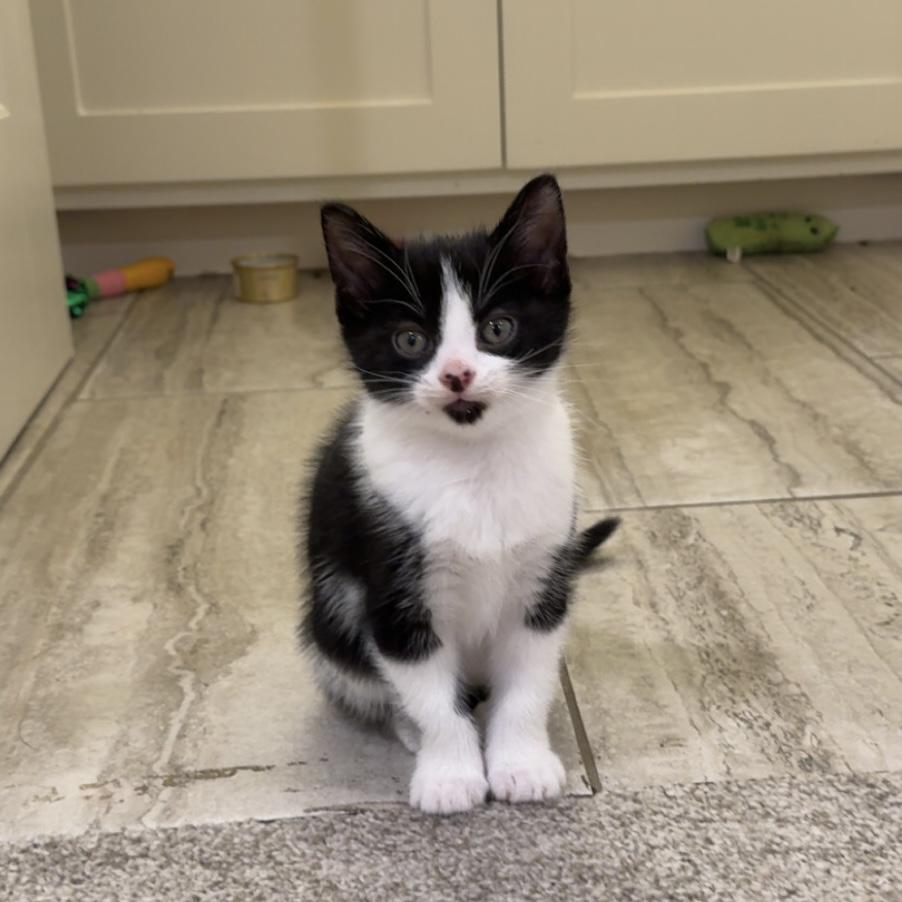 Enlarge Flash, an adopted Domestic Short Hair in Bentonville, AR image 1/6