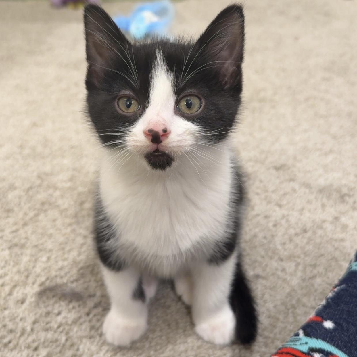 Enlarge Flash, an adopted Domestic Short Hair in Bentonville, AR image 5/6