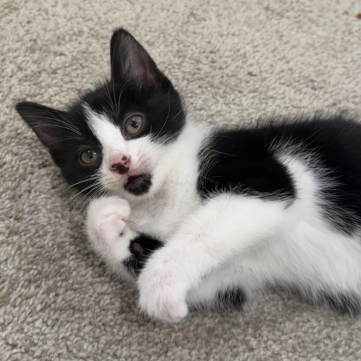 Enlarge Flash, an adopted Domestic Short Hair in Bentonville, AR image 4/6