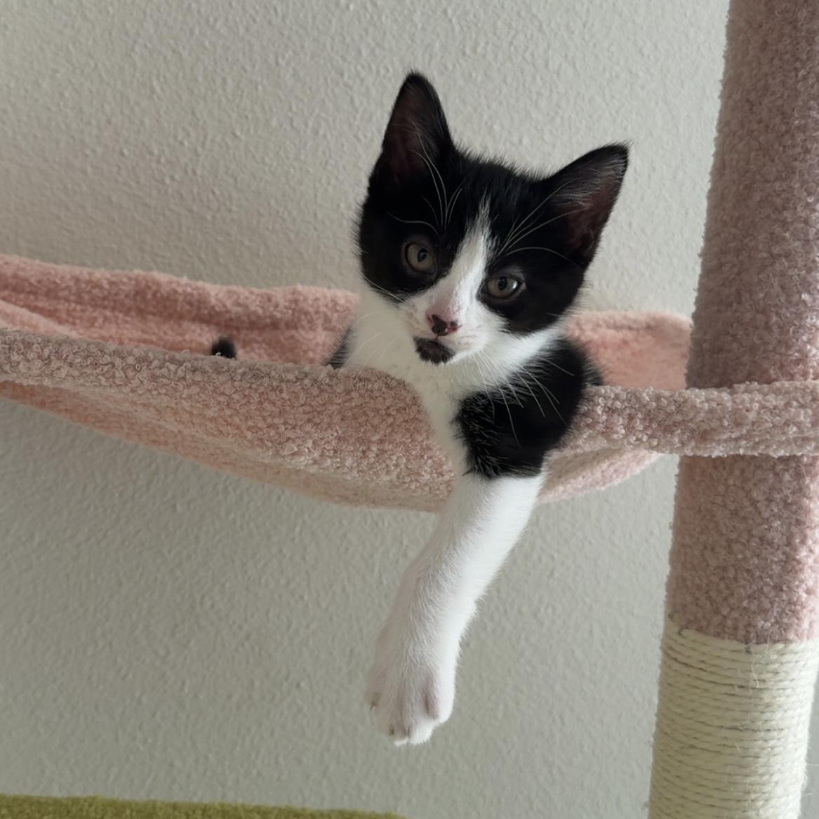 Enlarge Flash, an adopted Domestic Short Hair in Bentonville, AR image 3/6