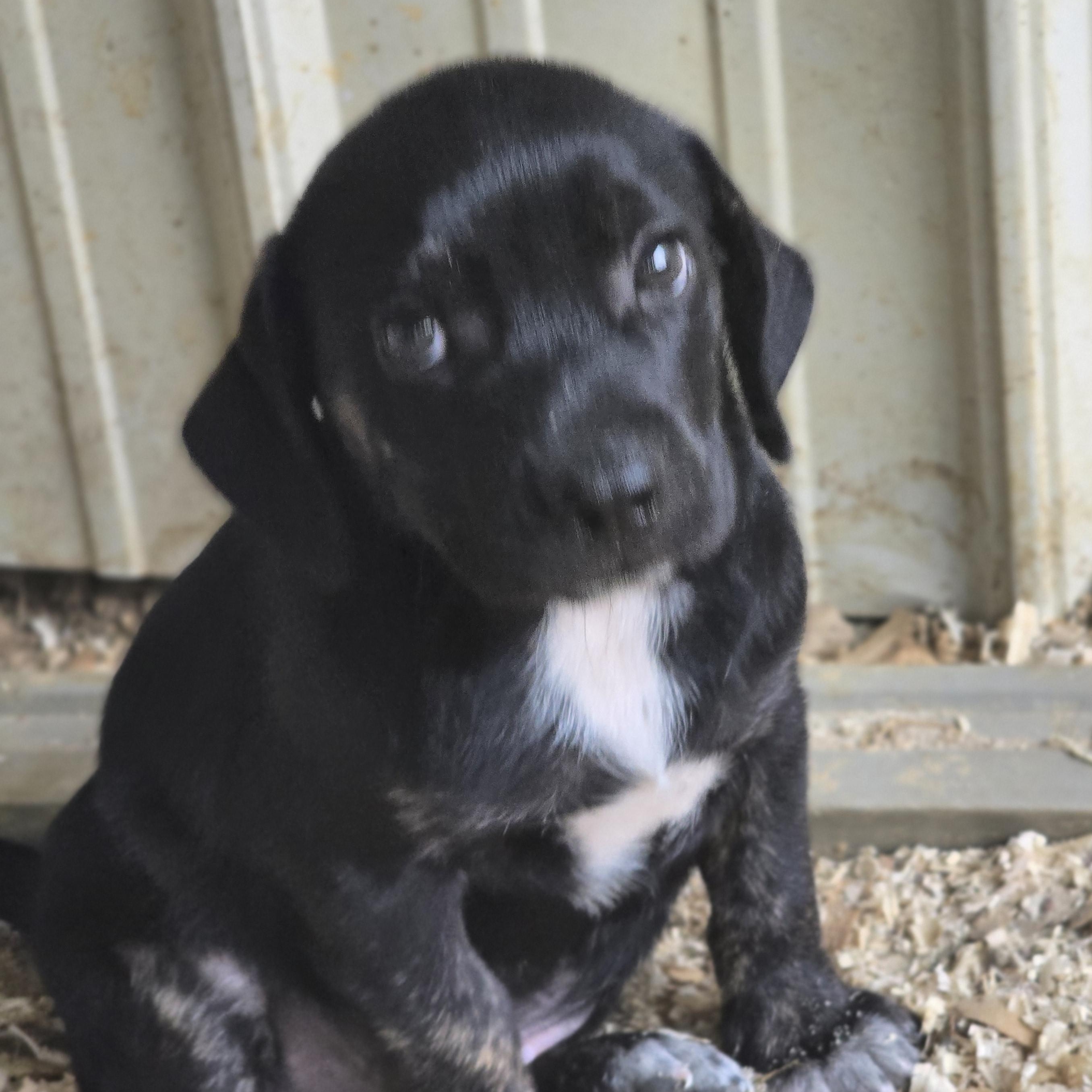 Enlarge Parker, a Adoptable mixed breed in Zaleski, OH image 2/2