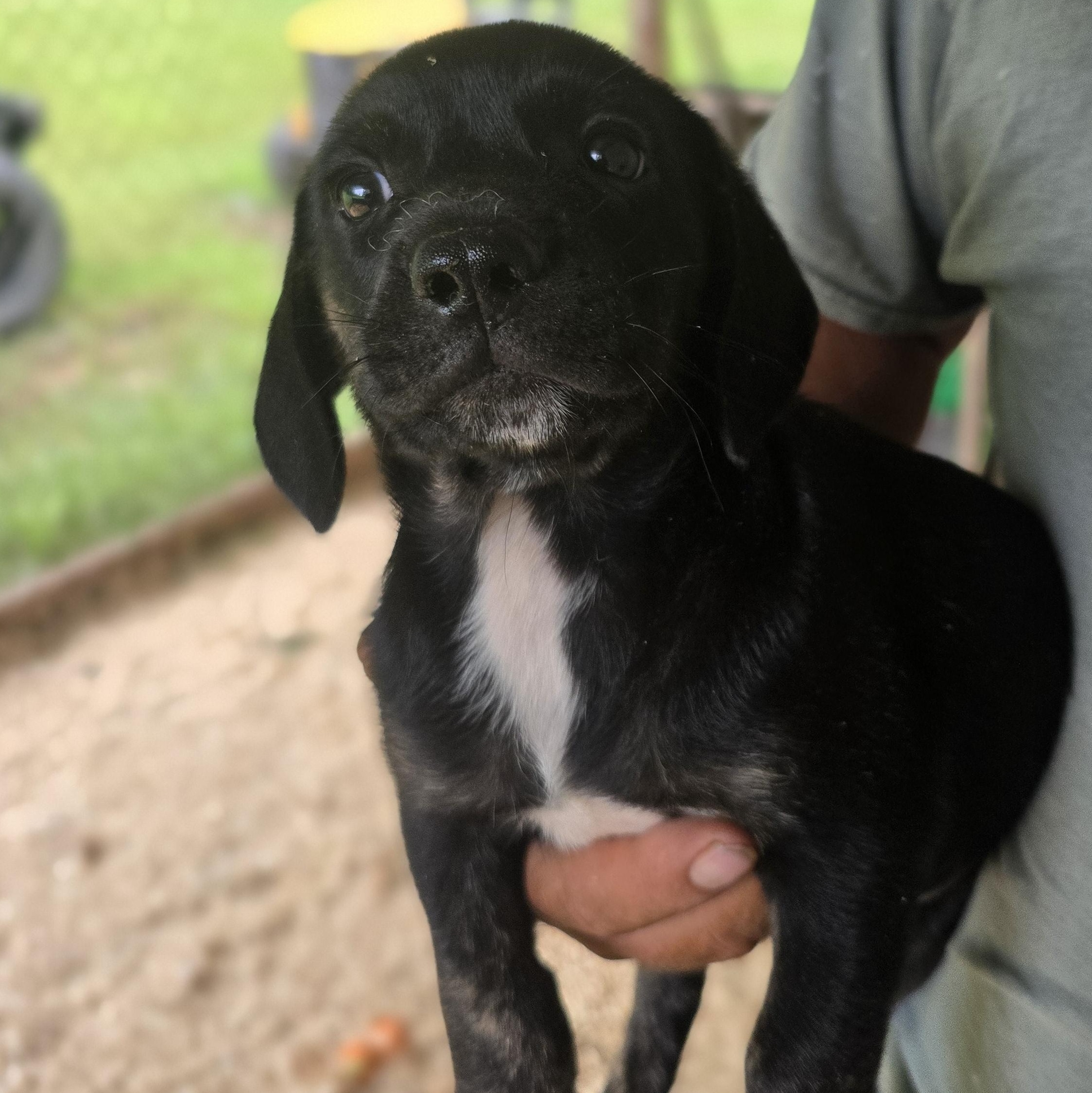 Enlarge Parker, a Adoptable mixed breed in Zaleski, OH image 1/2