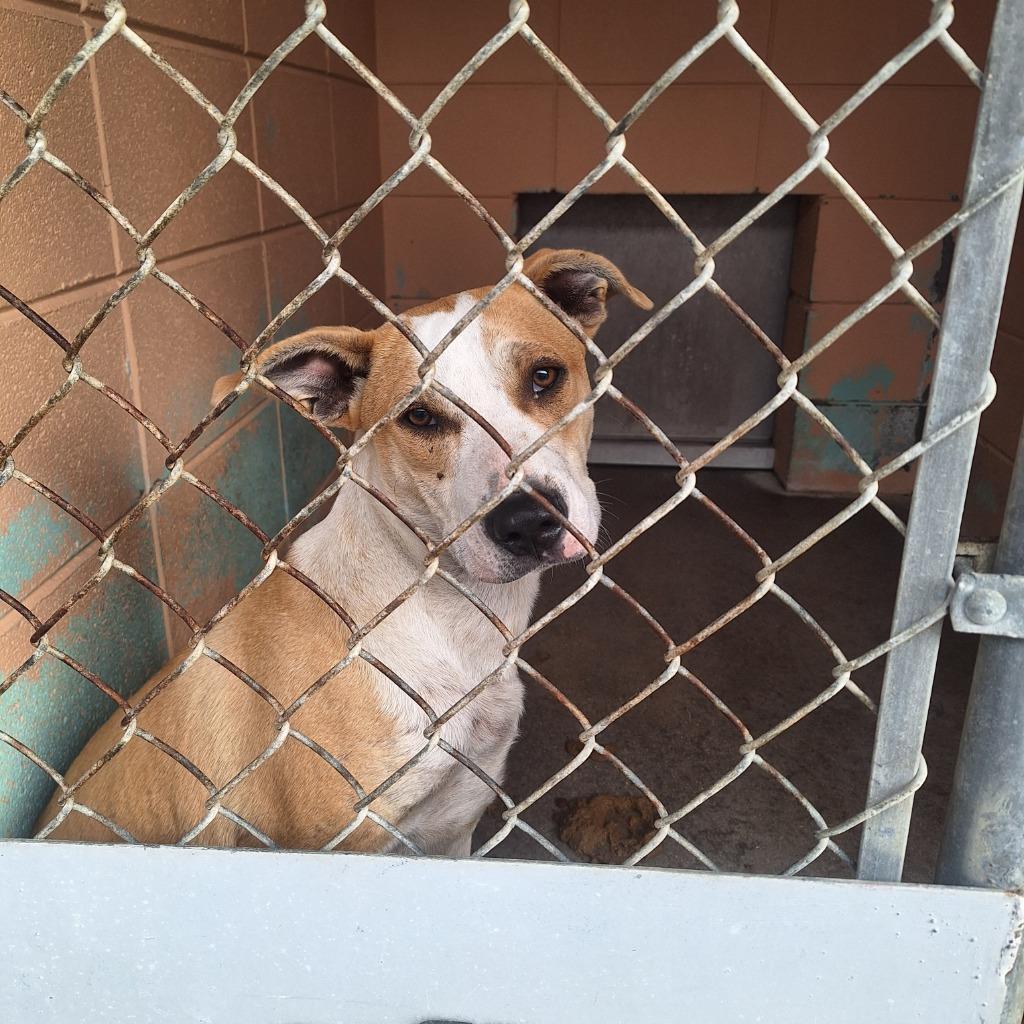 Melvin, Adoptable, Adult Male Labrador Retriever & Pit Bull Terrier.