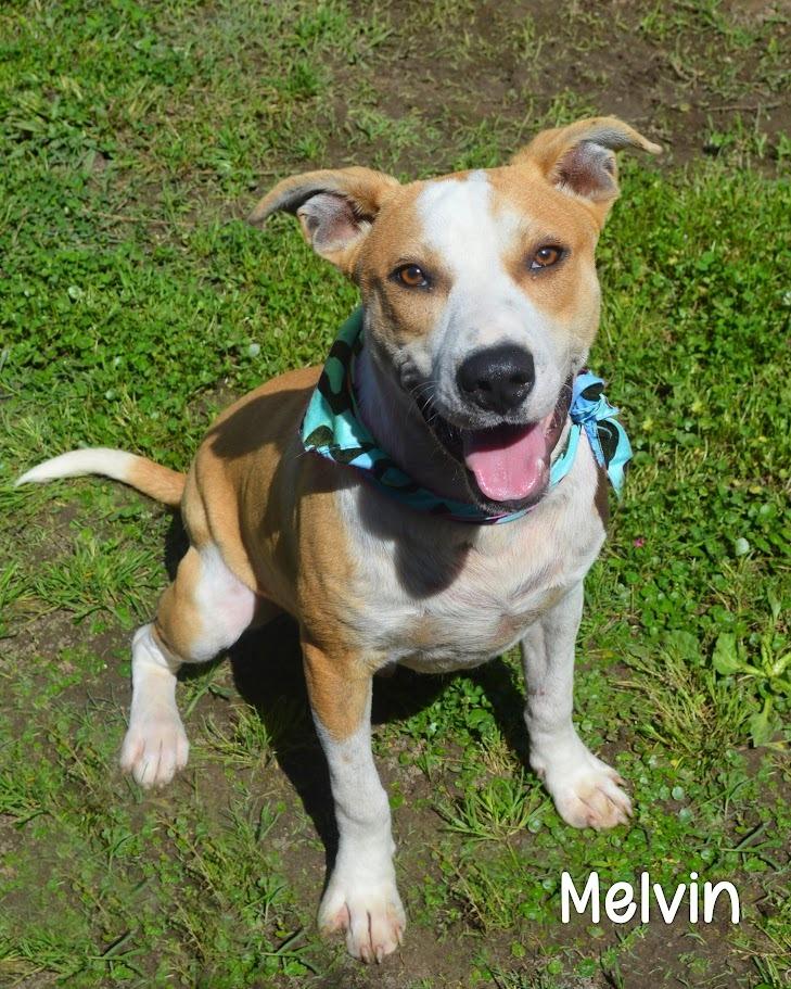 Melvin, a Adoptable mixed breed in Gautier, MS image 2/2