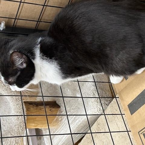 Dock, a ADOPTABLE mixed breed in Bryan, OH image 2/2