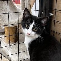 Dock, ADOPTABLE, Young Male Domestic Short Hair.