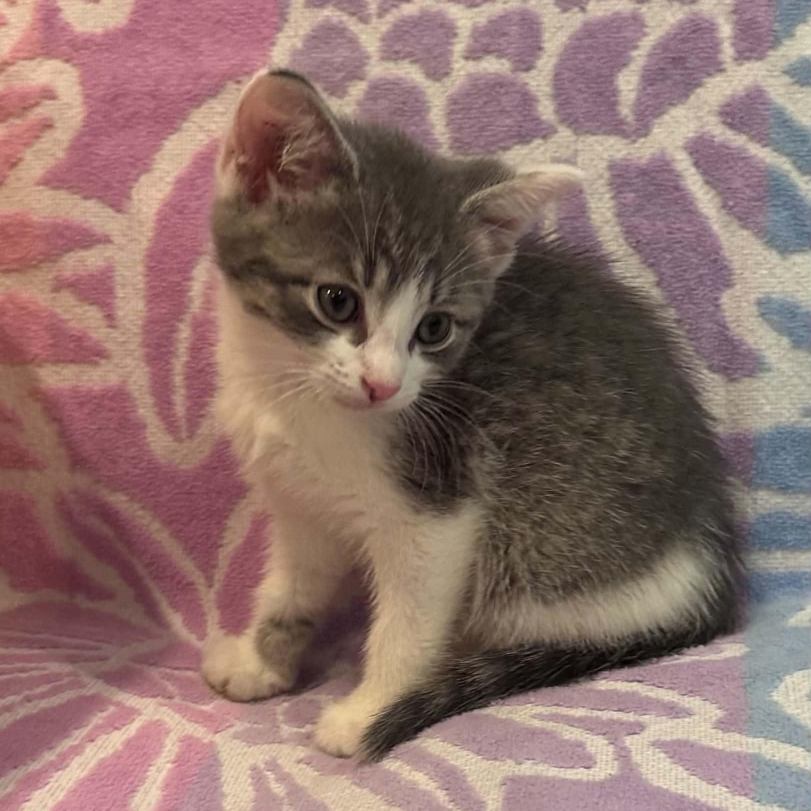 Pina Colada, Adoptable, Kitten Male Domestic Short Hair.