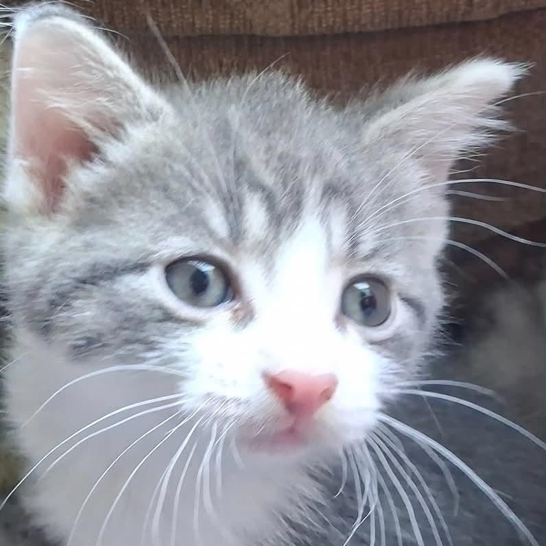 Pina Colada, a Adoptable Domestic Short Hair in Port Washington, WI image 3/4