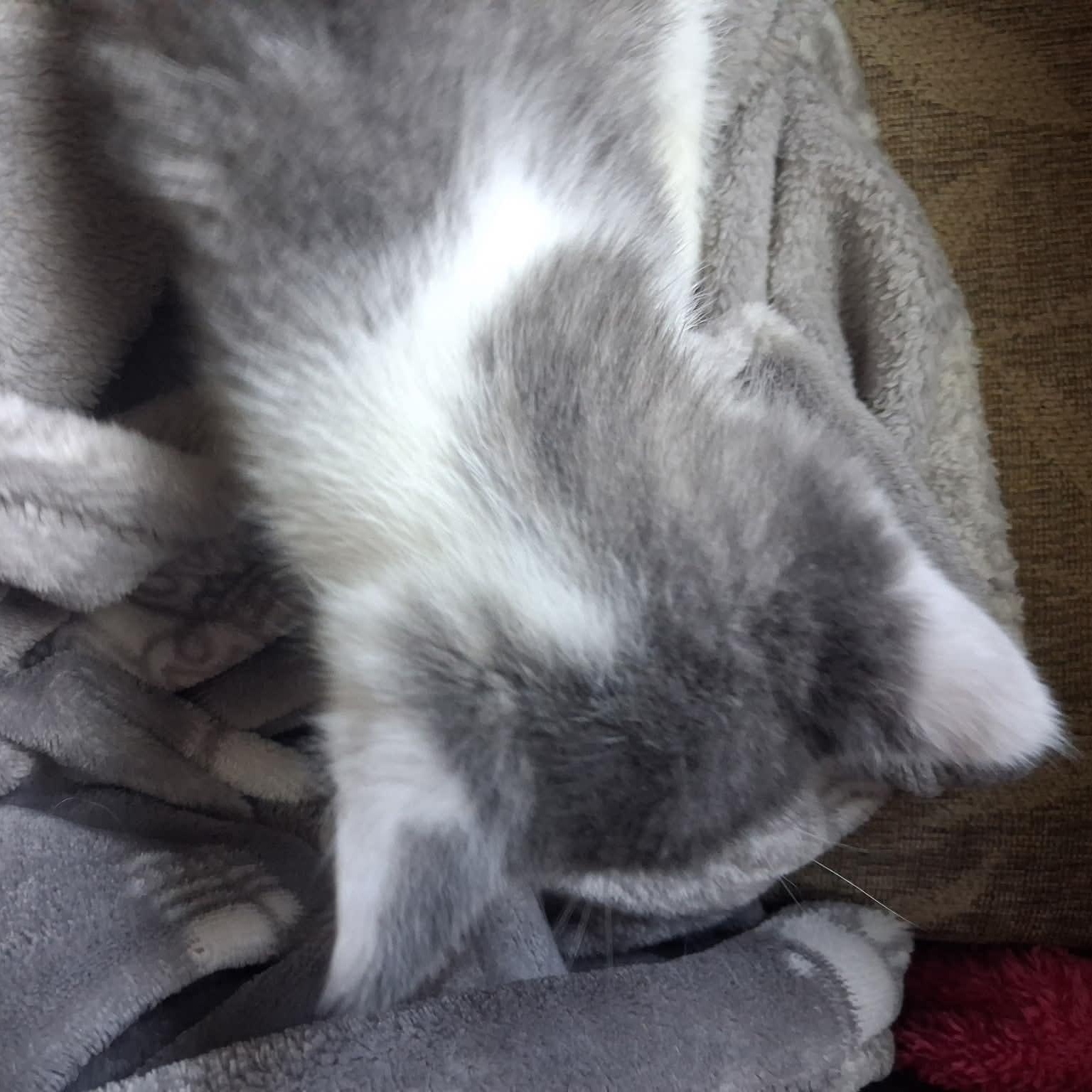 Pina Colada, a Adoptable Domestic Short Hair in Port Washington, WI image 4/4