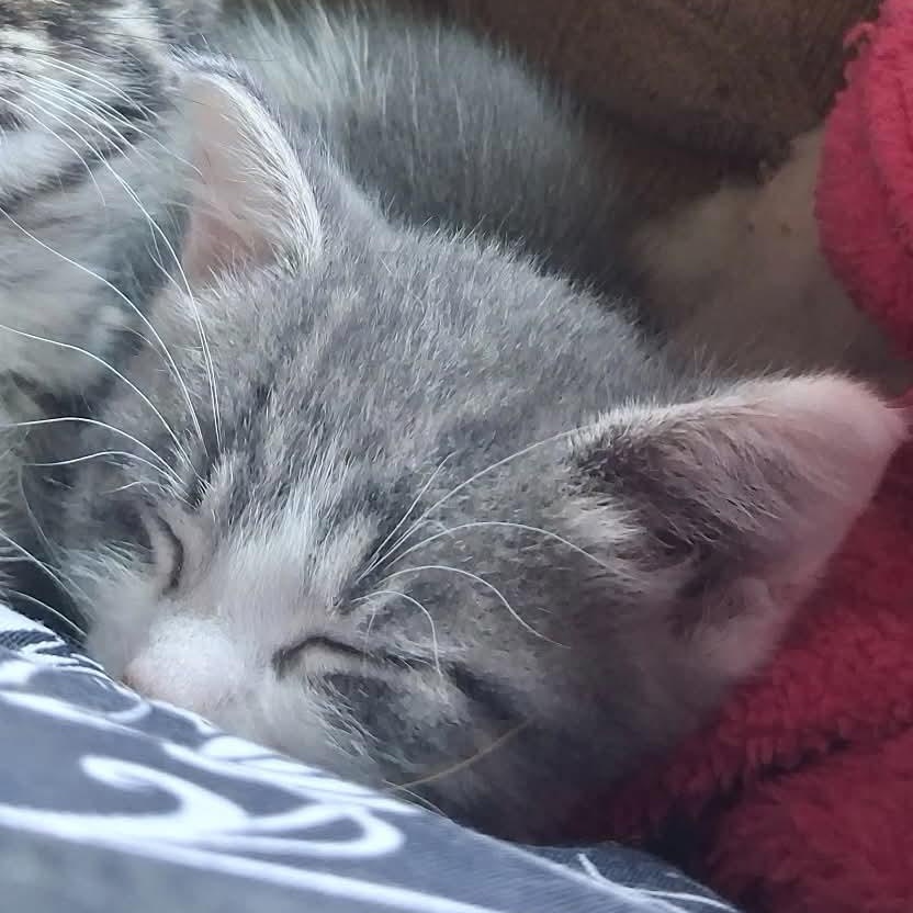 Pina Colada, a Adoptable Domestic Short Hair in Port Washington, WI image 2/4
