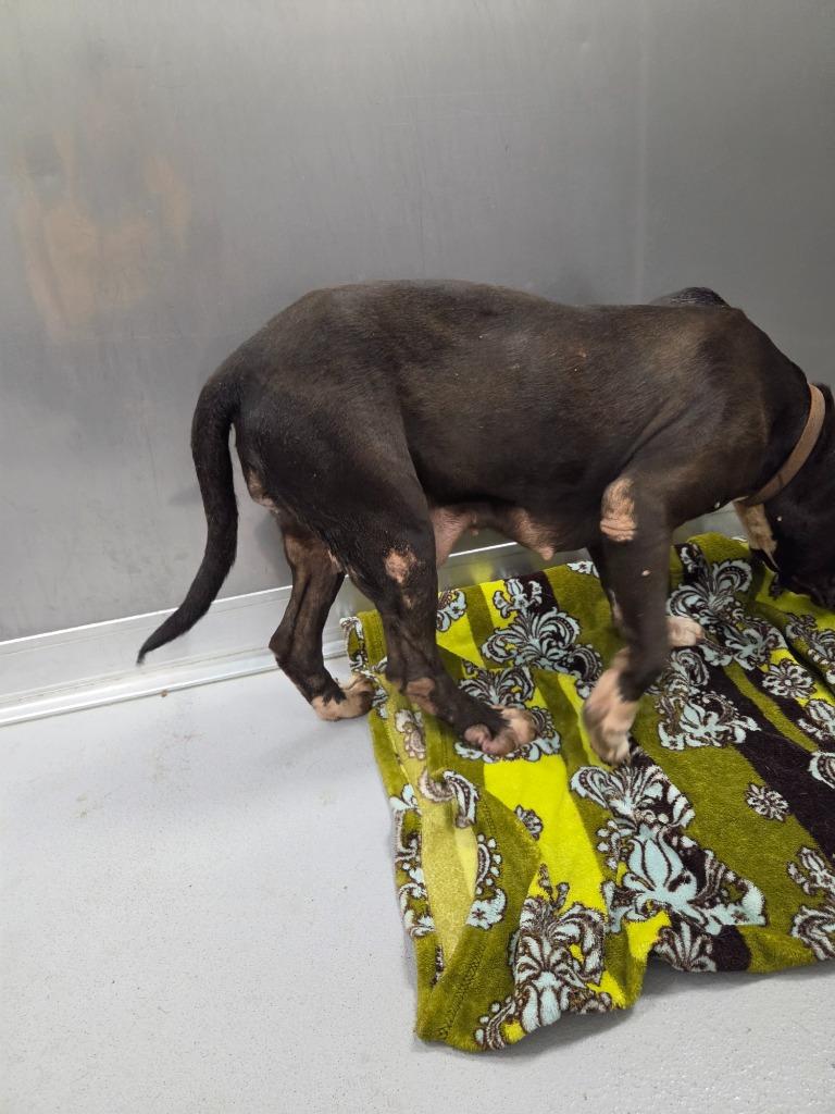 Sally, Adoptable, Adult Female Mixed Breed.