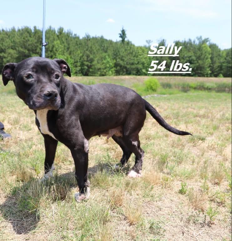Sally, a Adoptable mixed breed in Oxford, NC image 2/5