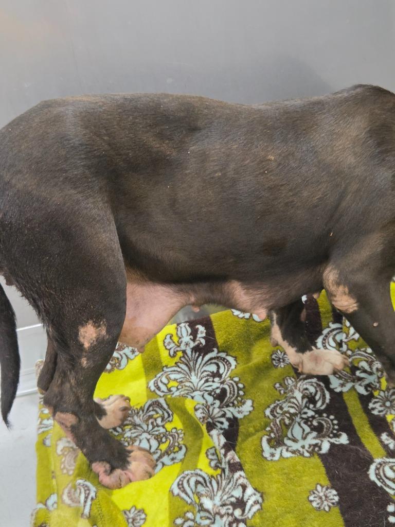 Sally, a Adoptable mixed breed in Oxford, NC image 4/5