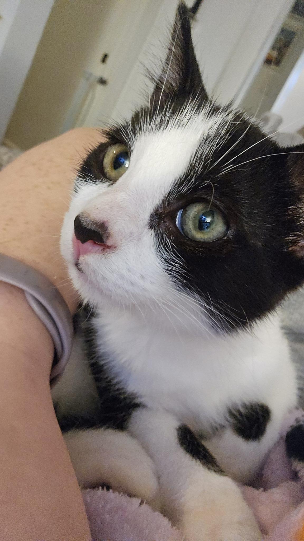 Boomer, Adoptable, Young Male Domestic Short Hair.