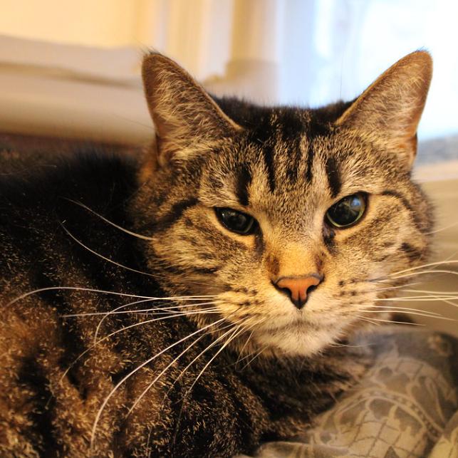Jefferson, Adoptable, Senior Male Domestic Short Hair.