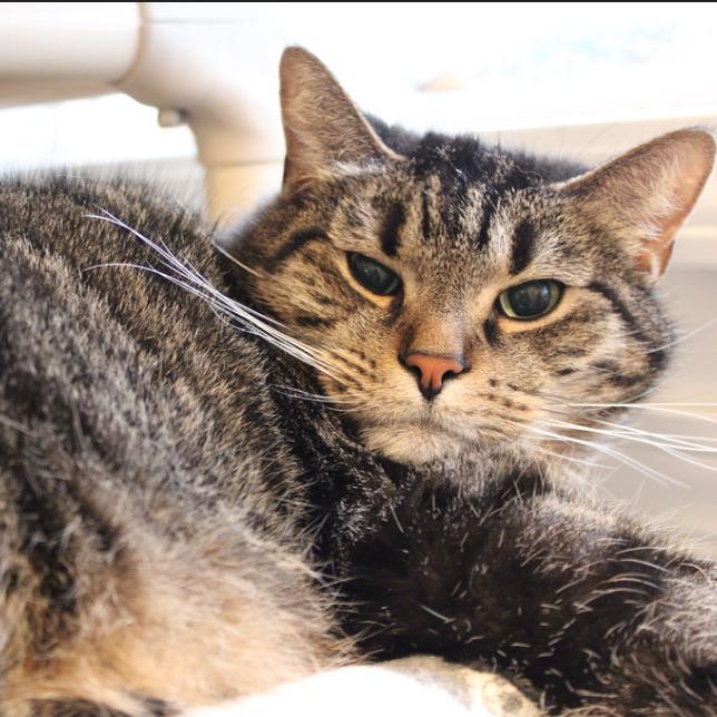 Enlarge Jefferson, a Adoptable Domestic Short Hair in Defiance, OH image 2/6