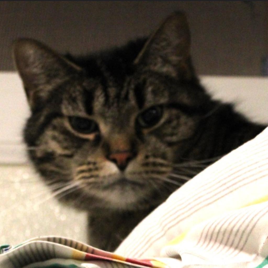 Enlarge Jefferson, a Adoptable Domestic Short Hair in Defiance, OH image 3/6