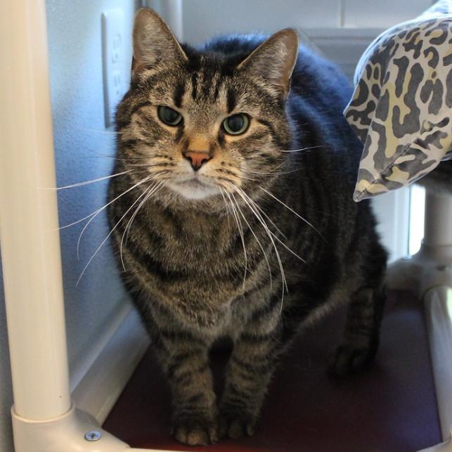 Enlarge Jefferson, a Adoptable Domestic Short Hair in Defiance, OH image 4/6