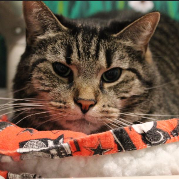 Enlarge Jefferson, a Adoptable Domestic Short Hair in Defiance, OH image 5/6