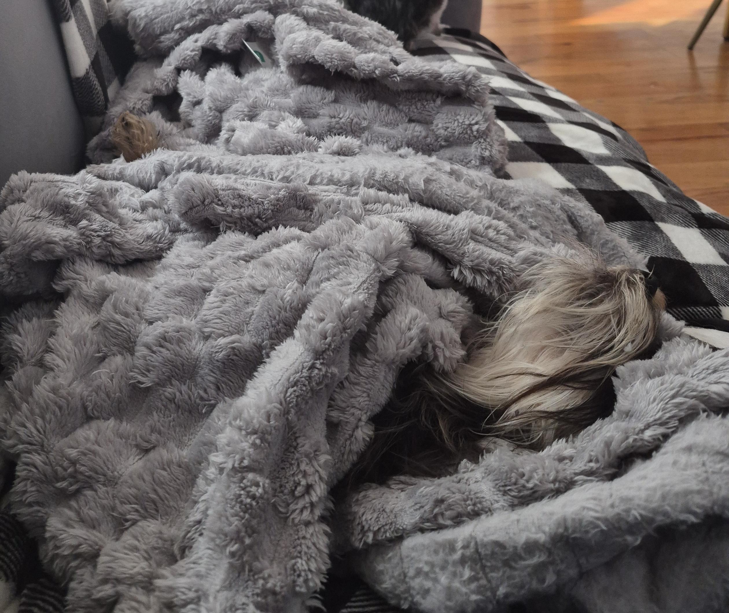 Enlarge Scruffy, a ADOPTABLE mixed breed in Brooklyn, NY image 4/5