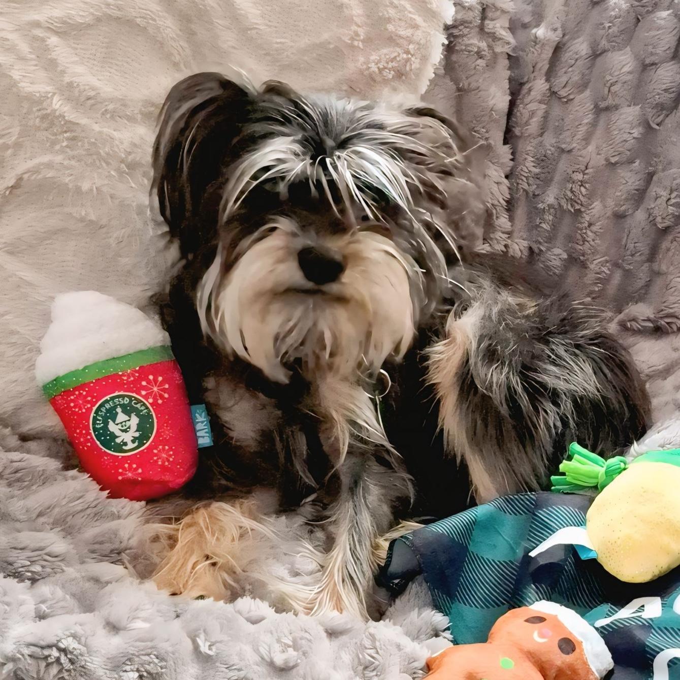 Scruffy, ADOPTABLE, Young Male Yorkshire Terrier.