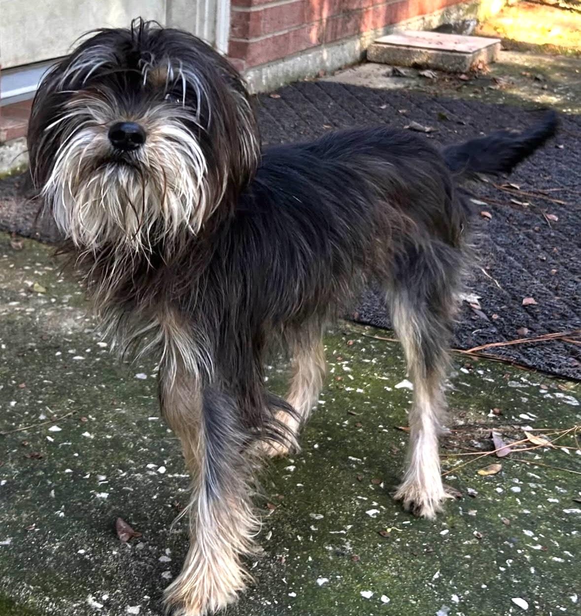 Enlarge Scruffy, a ADOPTABLE mixed breed in Brooklyn, NY image 3/5