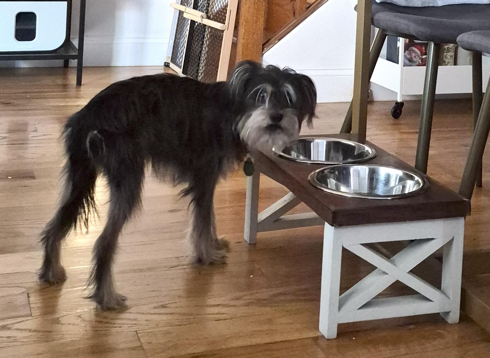 Enlarge Scruffy, a ADOPTABLE mixed breed in Brooklyn, NY image 5/5