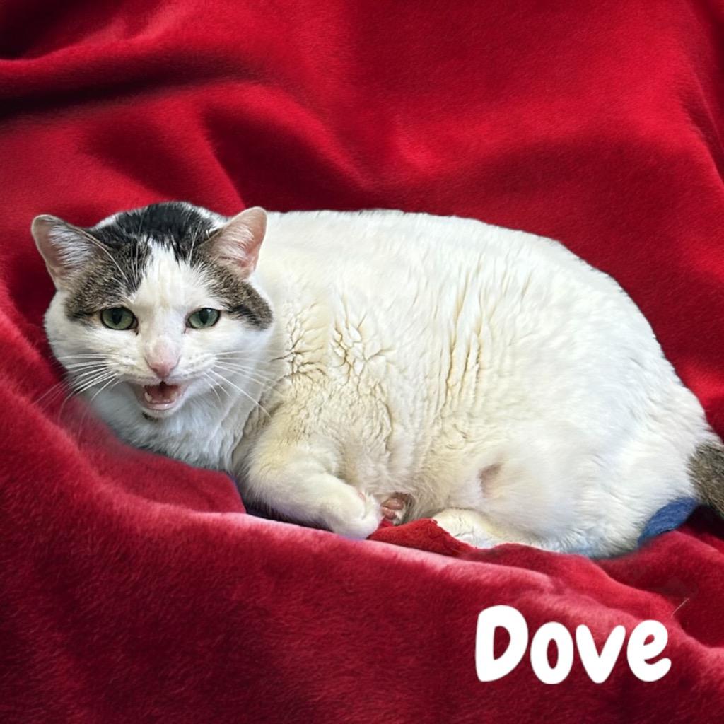 Dove, Adoptable, Adult Female Domestic Short Hair.