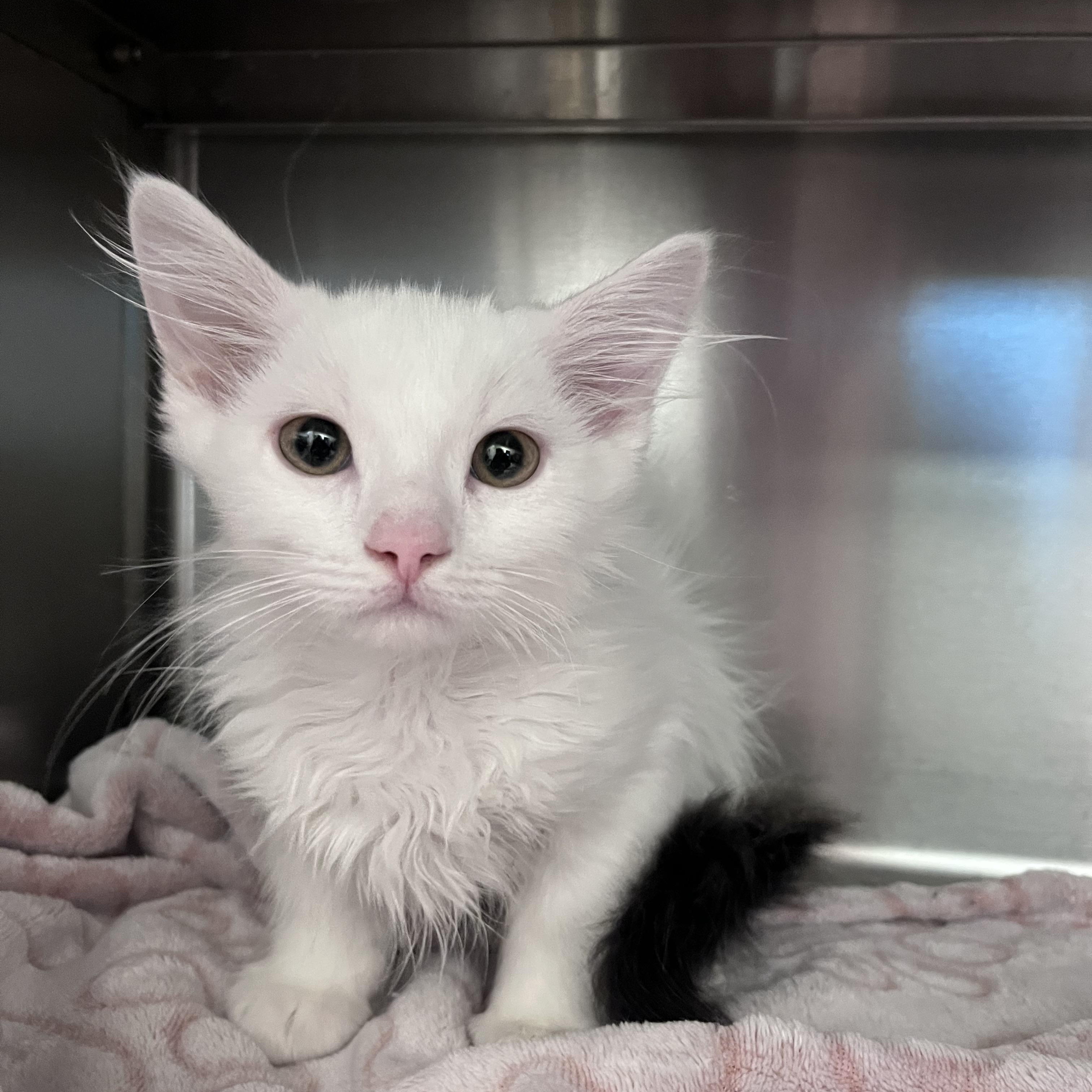 McDonalds, adopted, Kitten Male Domestic Long Hair.