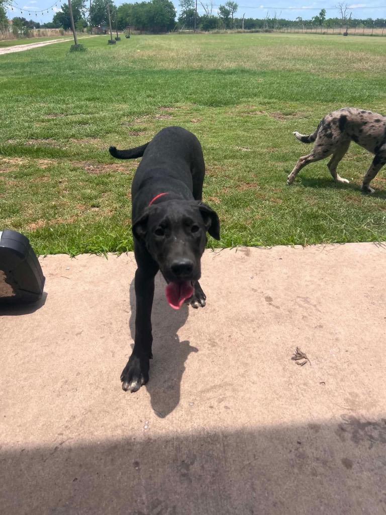 Enlarge Pandora, an adopted Great Dane in Corpus Christi, TX image 3/3