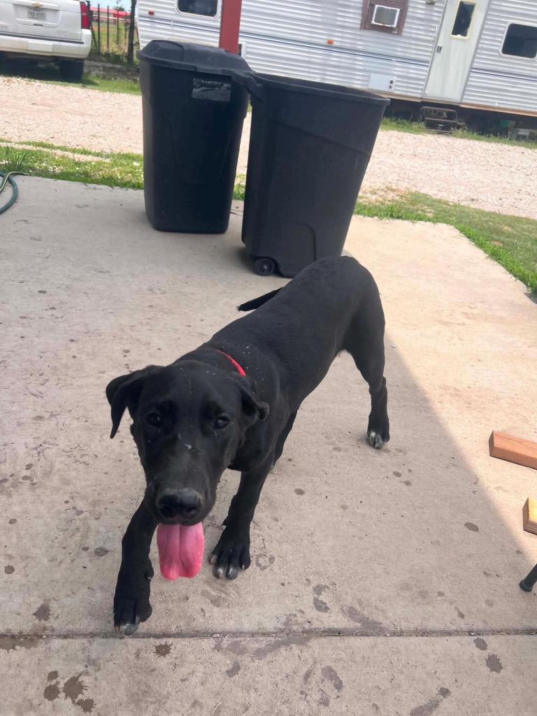 Pandora, adopted, Puppy Female Great Dane.
